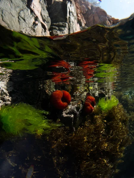 Fondo Marino Con Roca Con Coral — Φωτογραφία Αρχείου