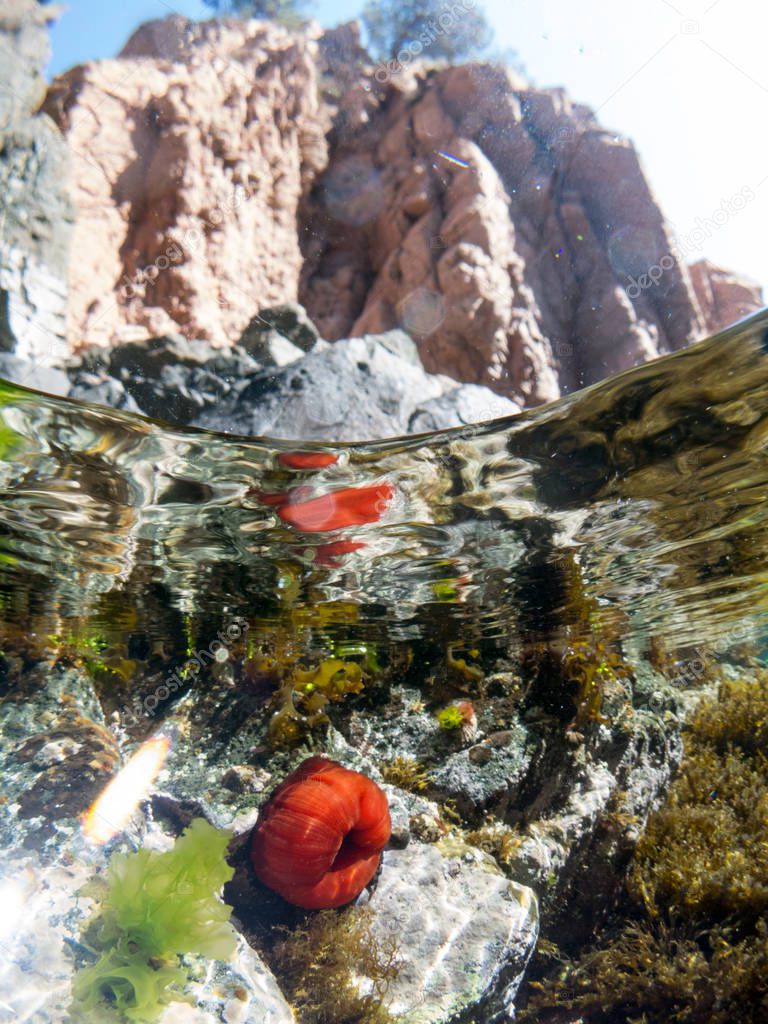 fondo marino con roca con coral
