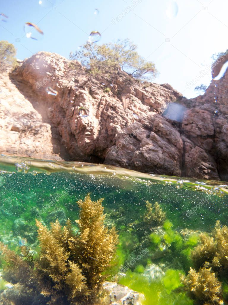 fondo marino con roca con coral