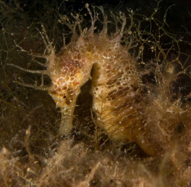 Caballito de mar en el Mediterraneo, costa brava en primer plano y con fondo negro