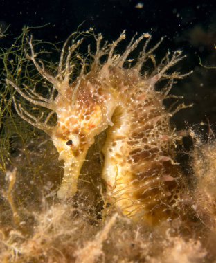 Caballito de mar en el Mediterraneo, costa brava en primer plano y con fondo negro