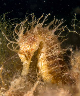 Caballito de mar en el Mediterraneo, costa brava en primer plano y con fondo negro
