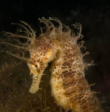 Caballito de mar en el Mediterraneo, costa brava en primer plano y con fondo negro