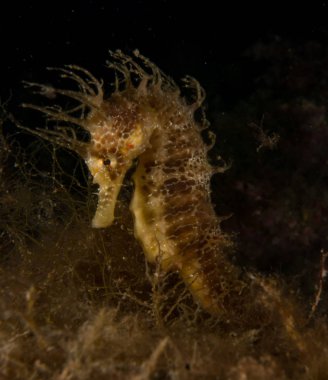 Caballito de mar en el Mediterraneo, costa brava en primer plano y con fondo negro