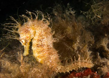 Caballito de mar en el Mediterraneo, costa brava en primer plano y con fondo negro