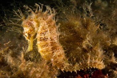 Caballito de mar en el Mediterraneo, costa brava en primer plano y con fondo negro