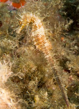 Caballito de mar en el Mediterraneo, costa brava en primer plano y con fondo negro