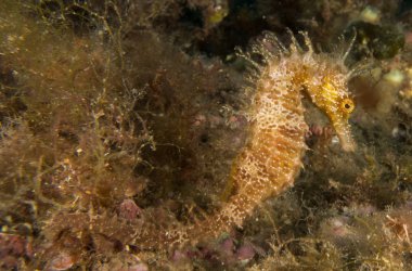Caballito de mar en el Mediterraneo, costa brava en primer plano y con fondo negro