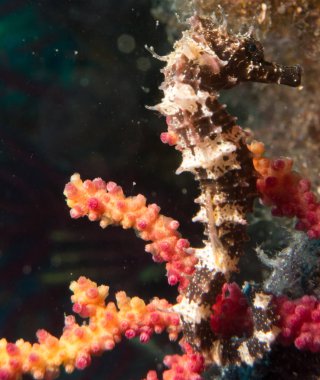 Caballito de mar en el Mediterraneo, costa brava en primer plano y con fondo negro