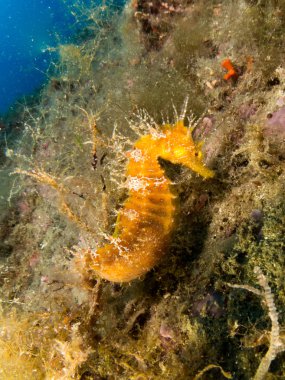 Caballito de mar en el Mediterraneo, costa brava en primer plano y con fondo negro