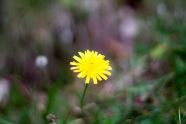 makro bir çok ayrıntı ile çiçek