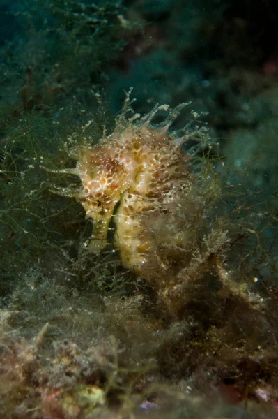 Caballito Mar Mediterraneo Costa Brava Primer Plano Con Fondo Negro — Φωτογραφία Αρχείου