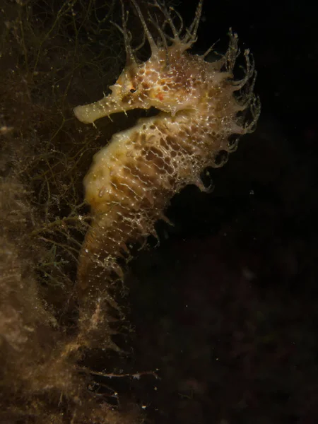 Caballito Mar Mediterráneo Costa Brava Primer Plano Con Base Negra — Foto de Stock