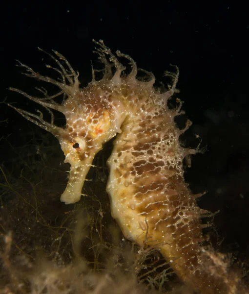 Caballito Mar Mediterráneo Costa Brava Primer Plano Con Base Negra — Foto de Stock