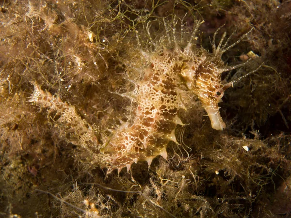 Caballito Mar Mediterraneo Costa Brava Primer Plano Con Fondo Negro — 图库照片