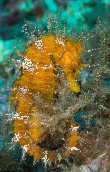 Caballito Mar Mediterraneo 과같은 — 스톡 사진