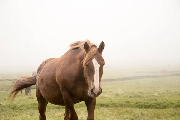 Дикие Лошади Поле — стоковое фото