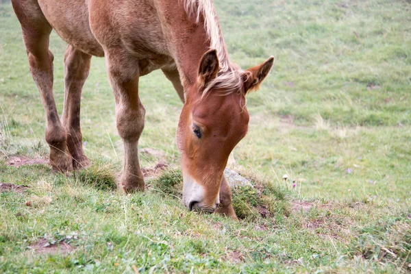 Caballos Salvajes Campo —  Fotos de Stock