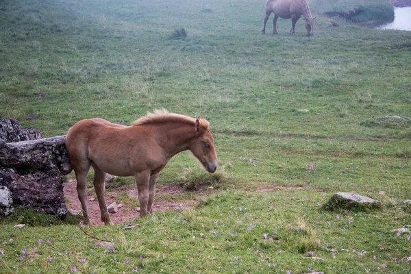 Divoké Koně Poli — Stock fotografie