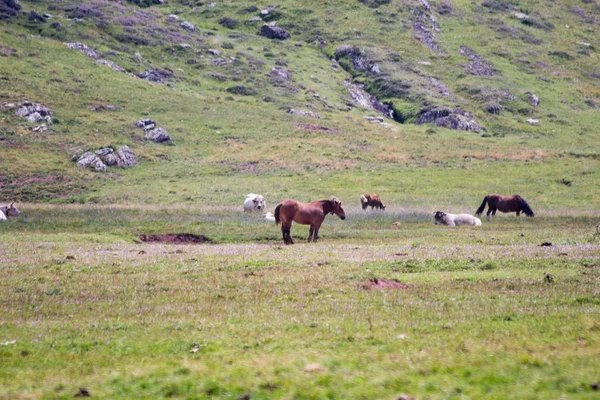 Cavalos Selvagens Campo — Fotografia de Stock