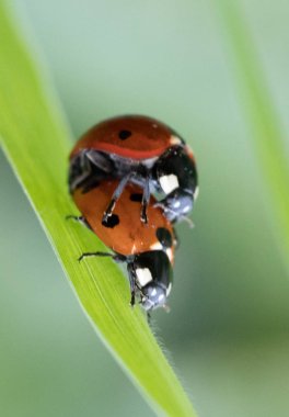 Yaprak ve makro ile ortamında Ladybug.