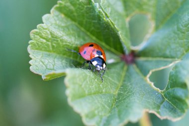 Yaprak ve makro ile ortamında Ladybug.