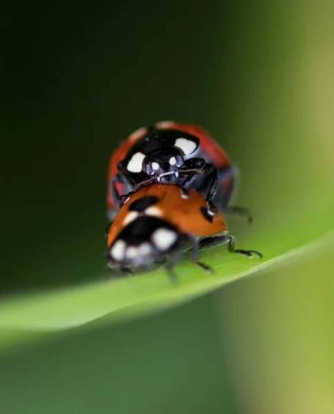 Joaninha Seu Ambiente Com Folha Macro — Fotografia de Stock