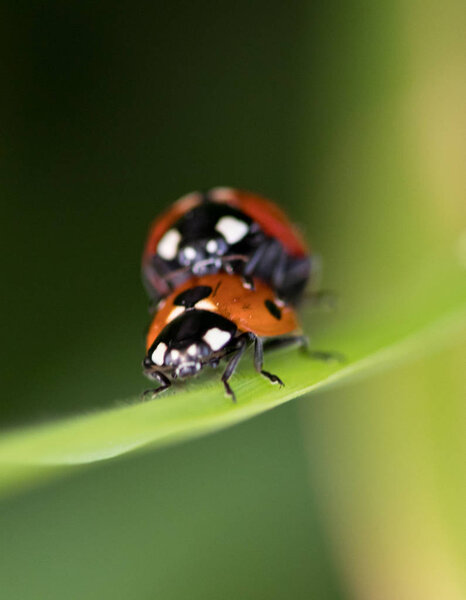 Ladybug in its environment with leaf and macro.