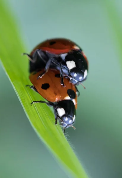 Coccinelle Dans Son Environnement Avec Feuille Macro — Photo