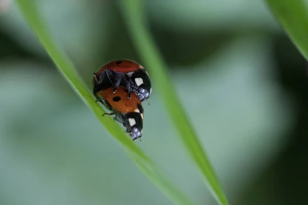 Ladybug ในสภาพแวดล อมท ใบไม และแมโคร — ภาพถ่ายสต็อก