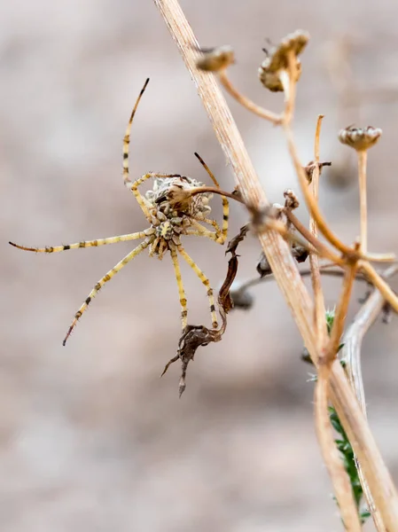 Spinne Auf Einem Ast Ihren Lebensraum Mit Makro — Stockfoto