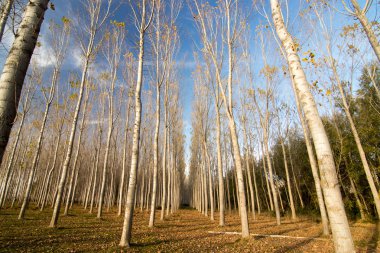 İspanya'da ağaç ormanı