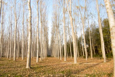 İspanya'da ağaç ormanı
