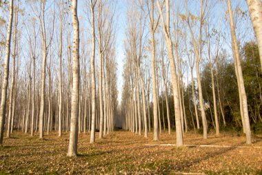 İspanya'da ağaç ormanı