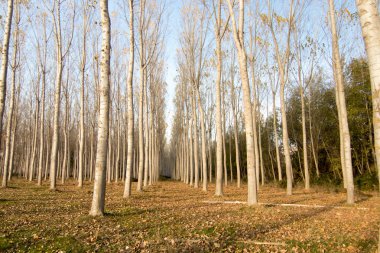 İspanya'da ağaç ormanı