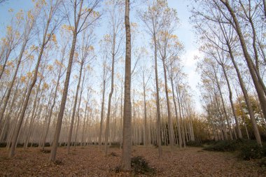 İspanya 'da mavi gökyüzü olan doğal manzara