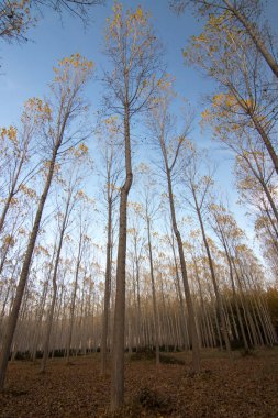 İspanya 'da mavi gökyüzü olan doğal manzara