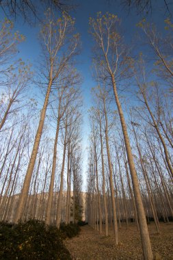 İspanya'da ağaç ormanı