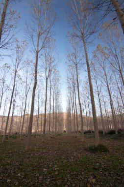 İspanya'da ağaç ormanı