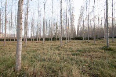 İspanya 'da mavi gökyüzü olan doğal manzara