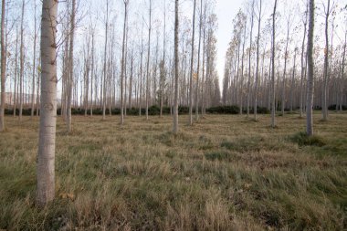 İspanya 'da mavi gökyüzü olan doğal manzara