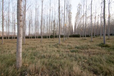 İspanya'da ağaç ormanı