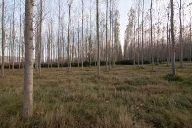 İspanya 'da mavi gökyüzü olan doğal manzara