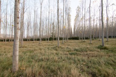 İspanya'da ağaç ormanı