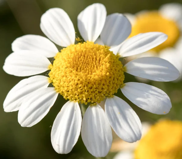 Blomma Med Makro Massa Detaljer — Stockfoto