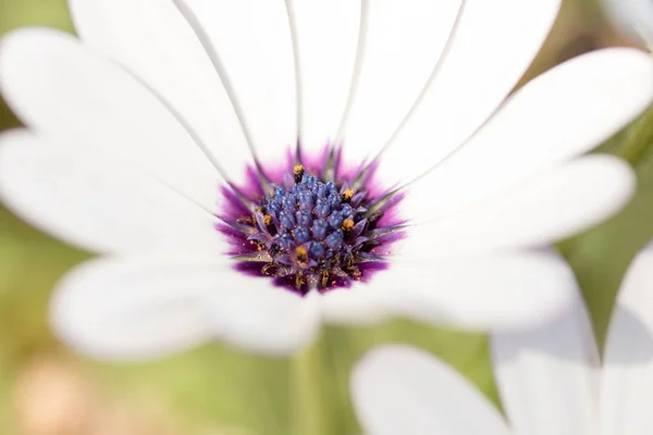 Flor Con Macro Muchos Detalles —  Fotos de Stock