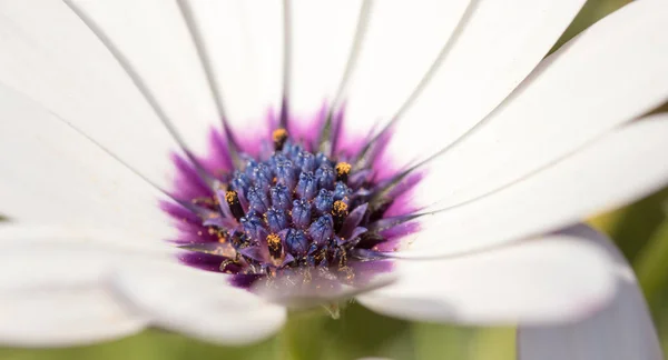 Flor Con Macro Muchos Detalles —  Fotos de Stock