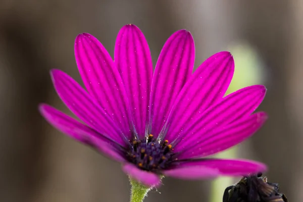 Blomma Med Makro Massa Detaljer — Stockfoto