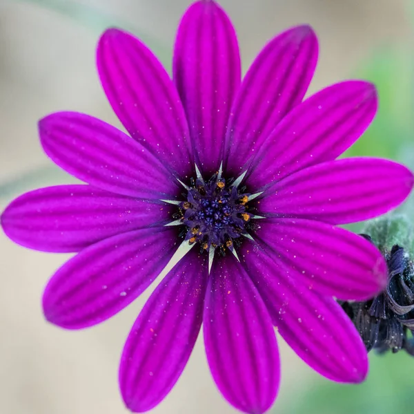 Blomma Med Makro Massa Detaljer — Stockfoto