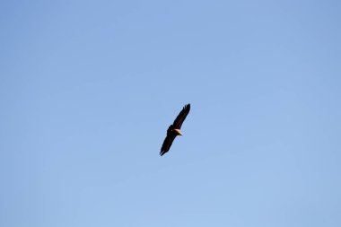 mavi gökyüzü ile uçan kartal